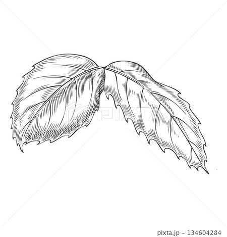 Rose leaves, monochrome hand-drawn outline sketch. 134604284