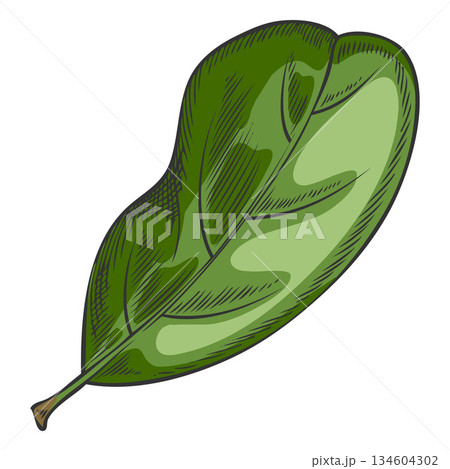 Hand-drawn watercolor sketch of an acerola leaf, a tropical plant. 134604302