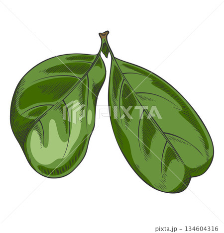 Green acerola leaves, watercolor, hand-drawn outline. 134604316