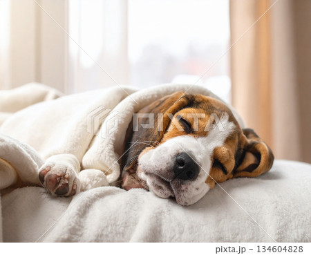 やさしく包まれて眠るビーグルの赤ちゃん 134604828