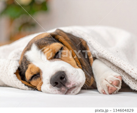 安心した表情で眠るビーグルの子犬とブランケット 134604829