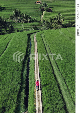 Captivating Images Showcasing Rice Paddies And Scenic Beauty Of Bali Countryside 134604853