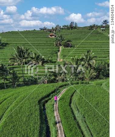 Woman Gazes At Expansive Bali Rice Terraces While Walking Along Narrow Trail Woman Gazes At Expansive Bali Rice Terraces While Walking Along Narrow Trail 134604854