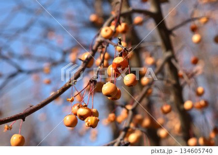 Orange Berries on Tree Branches Orange Berries on Tree Branches 134605740