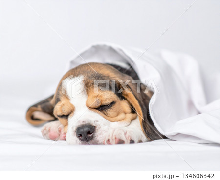 穏やかな室内で休むビーグルの子犬 134606342