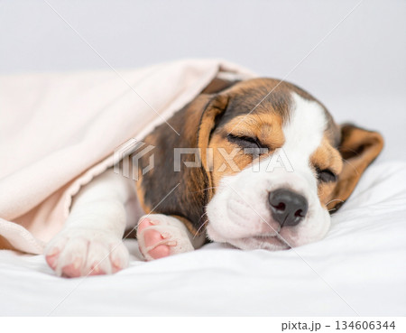 落ち着いた空間で眠るビーグルの子犬のひととき 134606344
