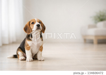安心感を与えるビーグルの子犬　アニマルセラピーをイメージしたやさしい空間 134606472