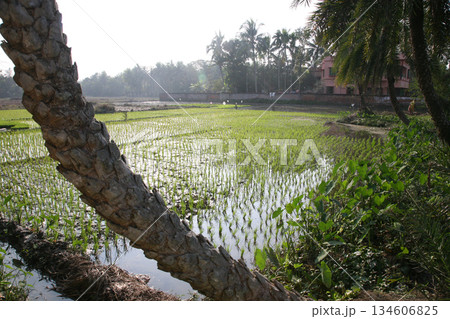 A green paddy field in India. A green paddy field in India. 134606825