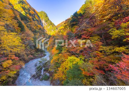 長野県大町市平高瀬入 高瀬渓谷北葛沢の川岸の色とりどりの紅葉 長野県大町市平高瀬入 高瀬渓谷北葛沢の川岸の色とりどりの紅葉 134607005