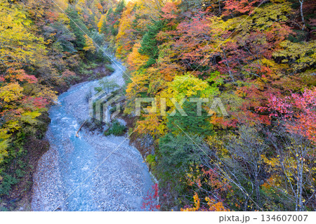 長野県大町市平高瀬入 高瀬渓谷北葛沢の川岸の色とりどりの紅葉 長野県大町市平高瀬入 高瀬渓谷北葛沢の川岸の色とりどりの紅葉 134607007