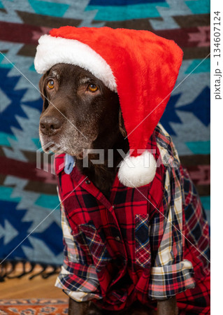 portrait of chocolate Labrador wearing red Santa hat. cute pet in red shirt looks at camera. 134607124