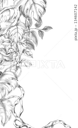 A vertical rectangular frame with vines, large monstera leaves, and tropical herbs. Isolated pencil illustration for event invitations, eco-hotel print design, poster printing, and menu design. 134607142