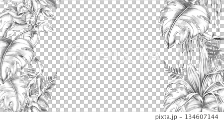 Rectangular frame with vines, tropical plants, ferns, and herbs. Isolated pencil illustration for event invitation design, eco-hotel print design, poster printing, and menu design. 134607144