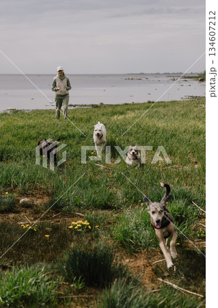 Professional dog walker. woman walks with her dogs by the lake. Dogs of different breeds. 134607212