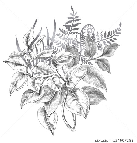 A bouquet of tropical climbing herbs and ferns. Isolated pencil illustration for event invitations, eco-hotel print design, poster printing, and menu design. 134607282