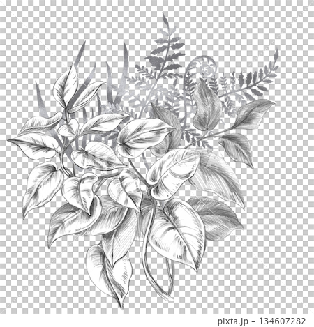 A bouquet of tropical climbing herbs and ferns. Isolated pencil illustration for event invitations, eco-hotel print design, poster printing, and menu design. 134607282