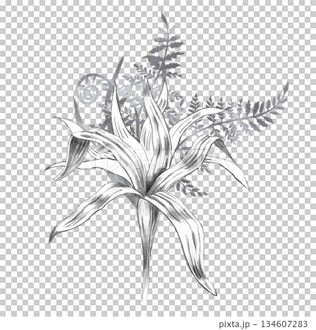 A bouquet of tropical herbs and ferns. Isolated pencil illustration for event invitations, eco-hotel print design, poster printing, and menu design. 134607283