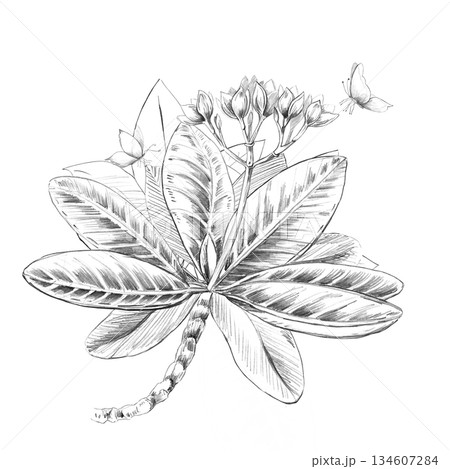 A bouquet of plumeria flowers and butterflies. Isolated pencil illustration for event invitations, eco-hotel print design, poster printing, and menu design. 134607284