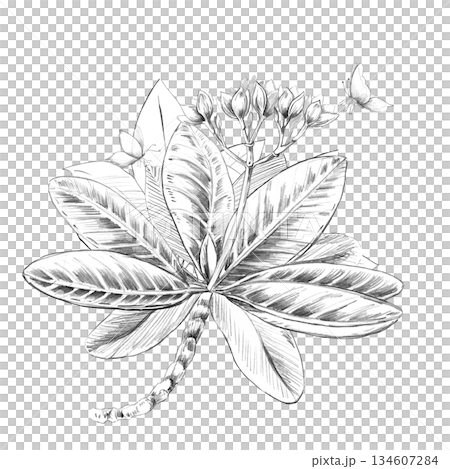 A bouquet of plumeria flowers and butterflies. Isolated pencil illustration for event invitations, eco-hotel print design, poster printing, and menu design. 134607284