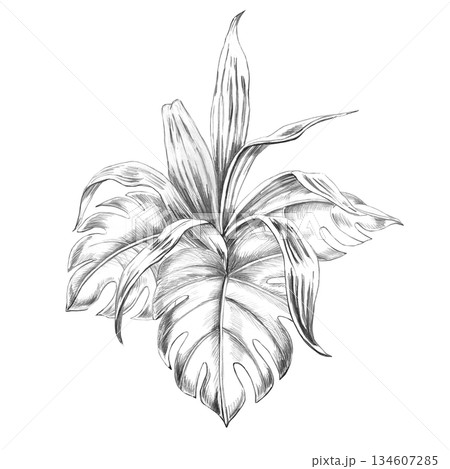 A bouquet of tropical plants and monstera leaves. Isolated pencil illustration for event invitations, eco-hotel print design, poster printing, and menu design. A bouquet of tropical plants and monstera leaves. Isolated pencil illustration for event invitations, eco-hotel print design, poster printing, and menu design. 134607285
