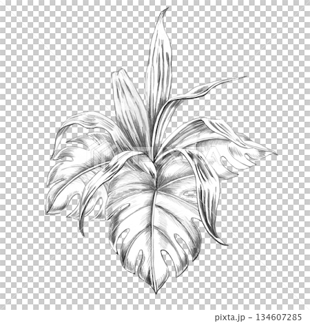 A bouquet of tropical plants and monstera leaves. Isolated pencil illustration for event invitations, eco-hotel print design, poster printing, and menu design. A bouquet of tropical plants and monstera leaves. Isolated pencil illustration for event invitations, eco-hotel print design, poster printing, and menu design. 134607285