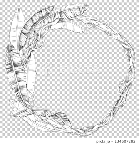 A round frame with banana tree leaves entwined with vines. Isolated pencil illustration for event invitations, eco-hotel print design, poster printing, and menu design. 134607292