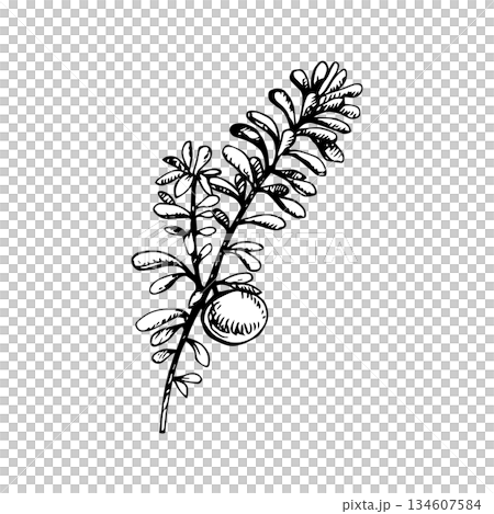 Vector illustration of a crowberry branch with narrow leaves and a round berry. Hand-drawn line art, vintage engraving style. Ideal for packaging, labels, tattoos, logos, botanical art and prints Vector illustration of a crowberry branch with narrow leaves and a round berry. Hand-drawn line art, vintage engraving style. Ideal for packaging, labels, tattoos, logos, botanical art and prints 134607584