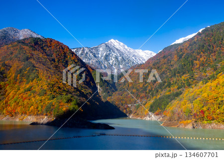 長野県大町市平高瀬入　大町ダム湖の龍神湖の紅葉と雪化粧した北葛岳など 134607701