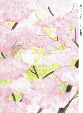 手描きイラスト 満開の桜 手描きイラスト 満開の桜 134607716