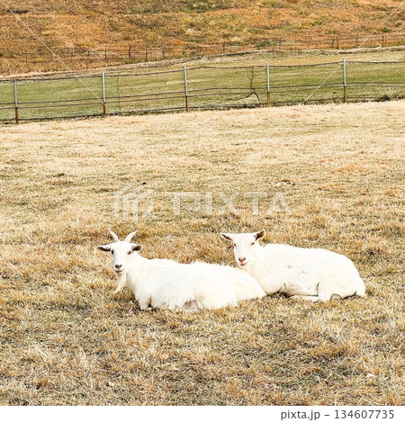 阿蘇の草原で休む、癒しのペアやぎ 134607735