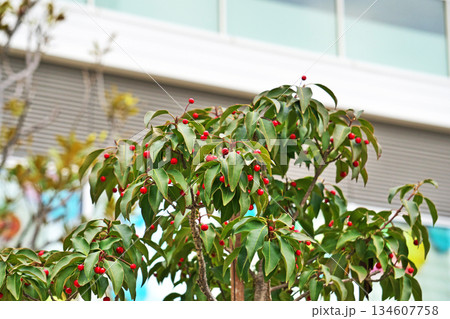 赤いソヨゴの実（冬、十二月） 134607758