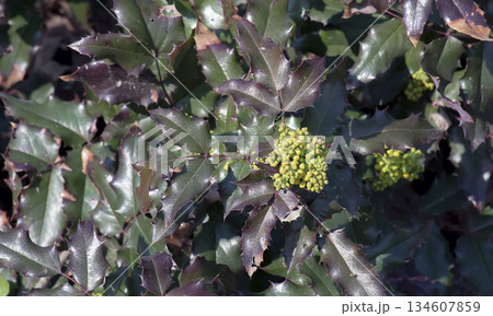 A close-up of the fragrant yellow flowers of the Mahonia aquifolia blooming in spring. The flowers have a sweet scent and glossy foliage. Bright natural light and garden backdrop. A close-up of the fragrant yellow flowers of the Mahonia aquifolia blooming in spring. The flowers have a sweet scent and glossy foliage. Bright natural light and garden backdrop. 134607859