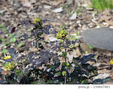 Close-up of fragrant yellow flowers of the Mahonia aquifolia blooming in spring. The flowers have a sweet scent and glossy foliage. Bright natural light and a garden backdrop. 134607861