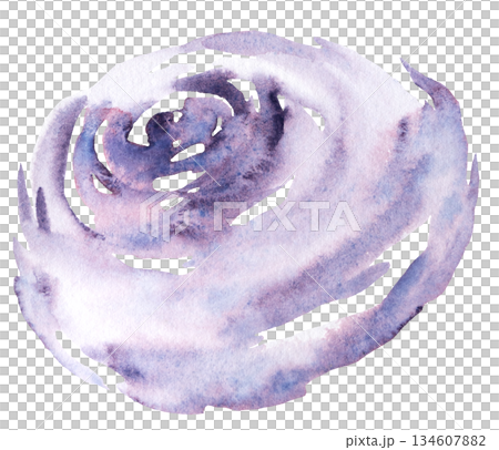 Watercolor purple and pink rose flower isolated illustration, floral wedding and greeting element Watercolor purple and pink rose flower isolated illustration, floral wedding and greeting element 134607882
