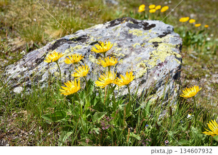 Beautiful yellow flowers of Doronicum clusii on the alpine slopes in the sunlight 134607932