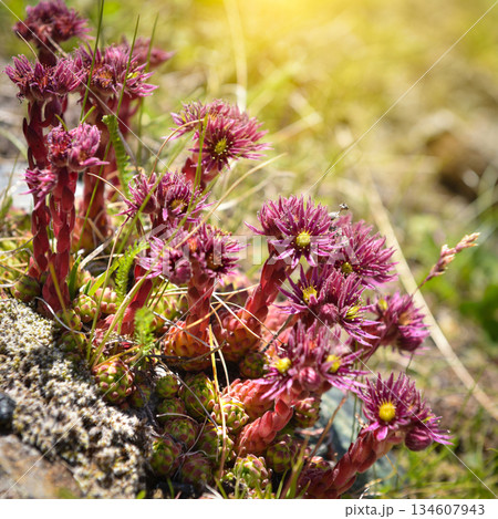 Close-up of beautiful pink flowers Sempervivum montanum or Houseleeks growing in the mountain meadow 134607943