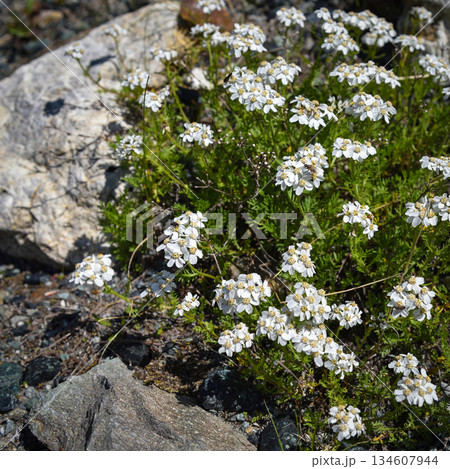 Simple leaved milfoil (Achillea erba-rotta), in the alpine meadow. Wild plant Simple leaved milfoil (Achillea erba-rotta), in the alpine meadow. Wild plant 134607944