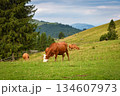 Brown cows on a mountain pasture near the forest. 134607973