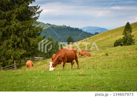 Brown cows on a mountain pasture near the forest. Brown cows on a mountain pasture near the forest. 134607973
