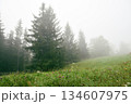Foggy morning after the rain in the Carpathians. Spruce trees and pasture is covered with fog 134607975