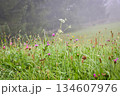 Foggy morning after the rain on a mountain pasture. Mountain grass and flowers with dew drops. 134607976