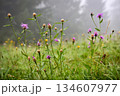 Foggy morning after the rain on a mountain pasture. Mountain grass and flowers with dew drops 134607977