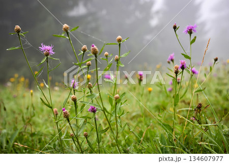 Foggy morning after the rain on a mountain pasture. Mountain grass and flowers with dew drops 134607977