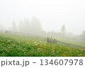 Mystical foggy morning on a mountain pasture with colorful grasses. 134607978