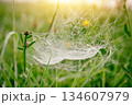 Spider web hanging between grass stems with water drops from the morning dew 134607979