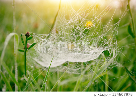 Spider web hanging between grass stems with water drops from the morning dew Spider web hanging between grass stems with water drops from the morning dew 134607979