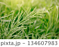 Horsetail field  (Equisetum arvense) with drops of morning dew grows in the wild. Natural background 134607983