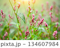 Closeup of pink flower branches of Polygonum persicaria on a natural background. Soft focus 134607984