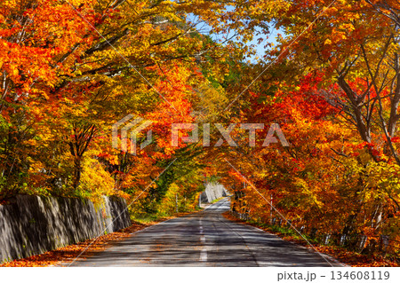 長野県大町市平 高瀬渓谷内葛温泉付近の県道槍ヶ岳線沿いの紅葉トンネル 長野県大町市平 高瀬渓谷内葛温泉付近の県道槍ヶ岳線沿いの紅葉トンネル 134608119