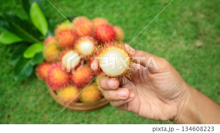 Hand holding A half peeled rambutan fruit showing white flesh and basket full of Rambutan in the background. Tropical exotic fruit Hand holding A half peeled rambutan fruit showing white flesh and basket full of Rambutan in the background. Tropical exotic fruit 134608223